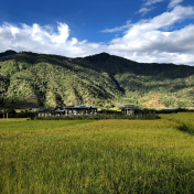 Paddy field in Bhutan
